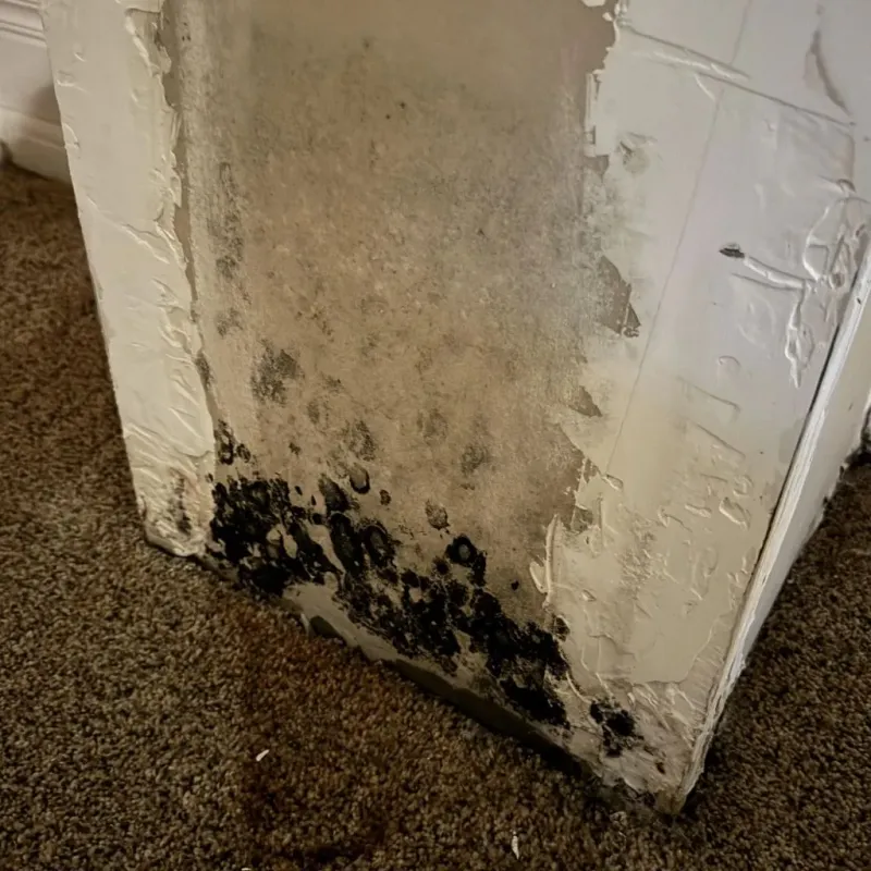 Professional Mold Removal in New Castle, PA